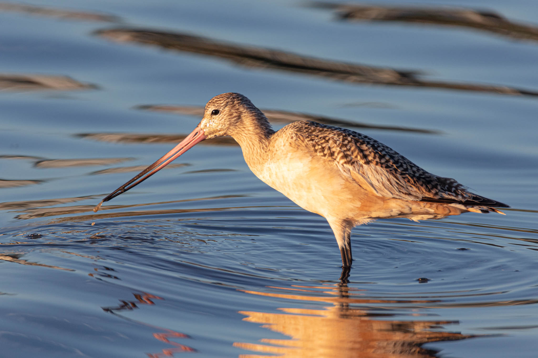 birdwatching in Half Moon Bay