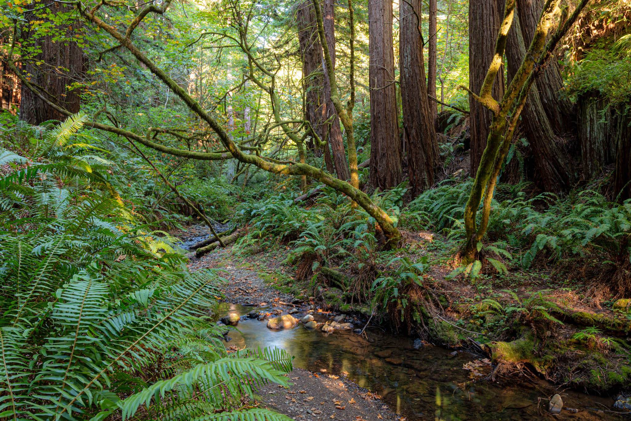 Purisima Creek Redwoods