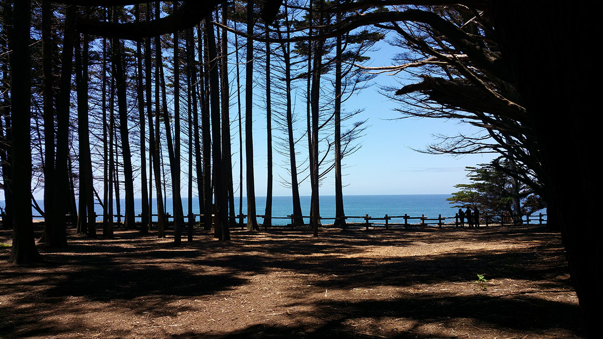 Cypress Trees