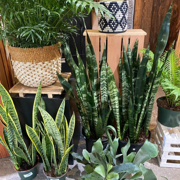 274932213 4933773530037815 7380667487332048384 n 768x768