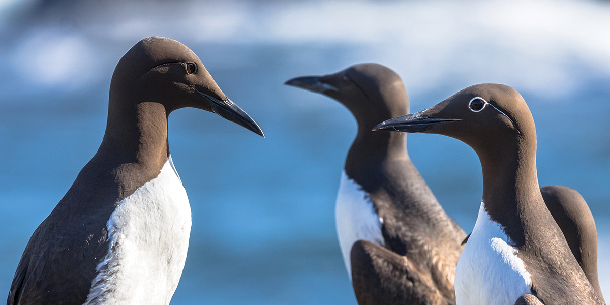 Cormorants