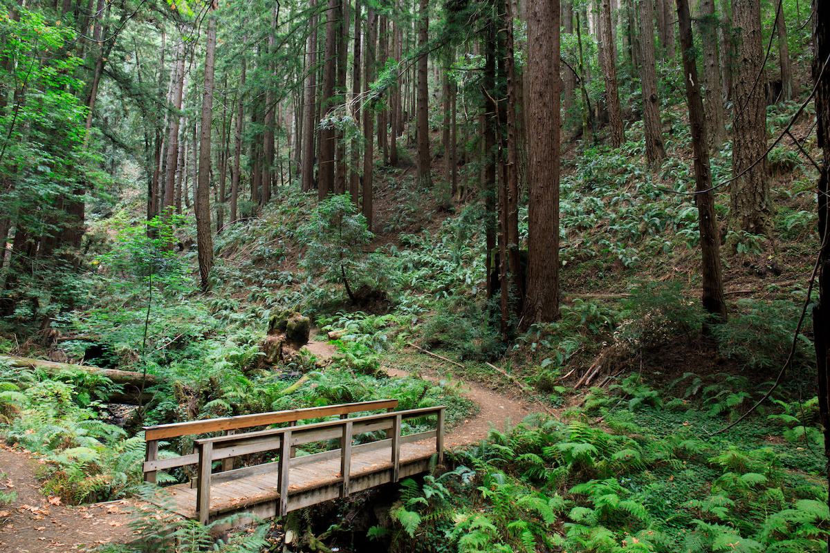 Trail through Purisima Creek Redwoods Open Space Preserve