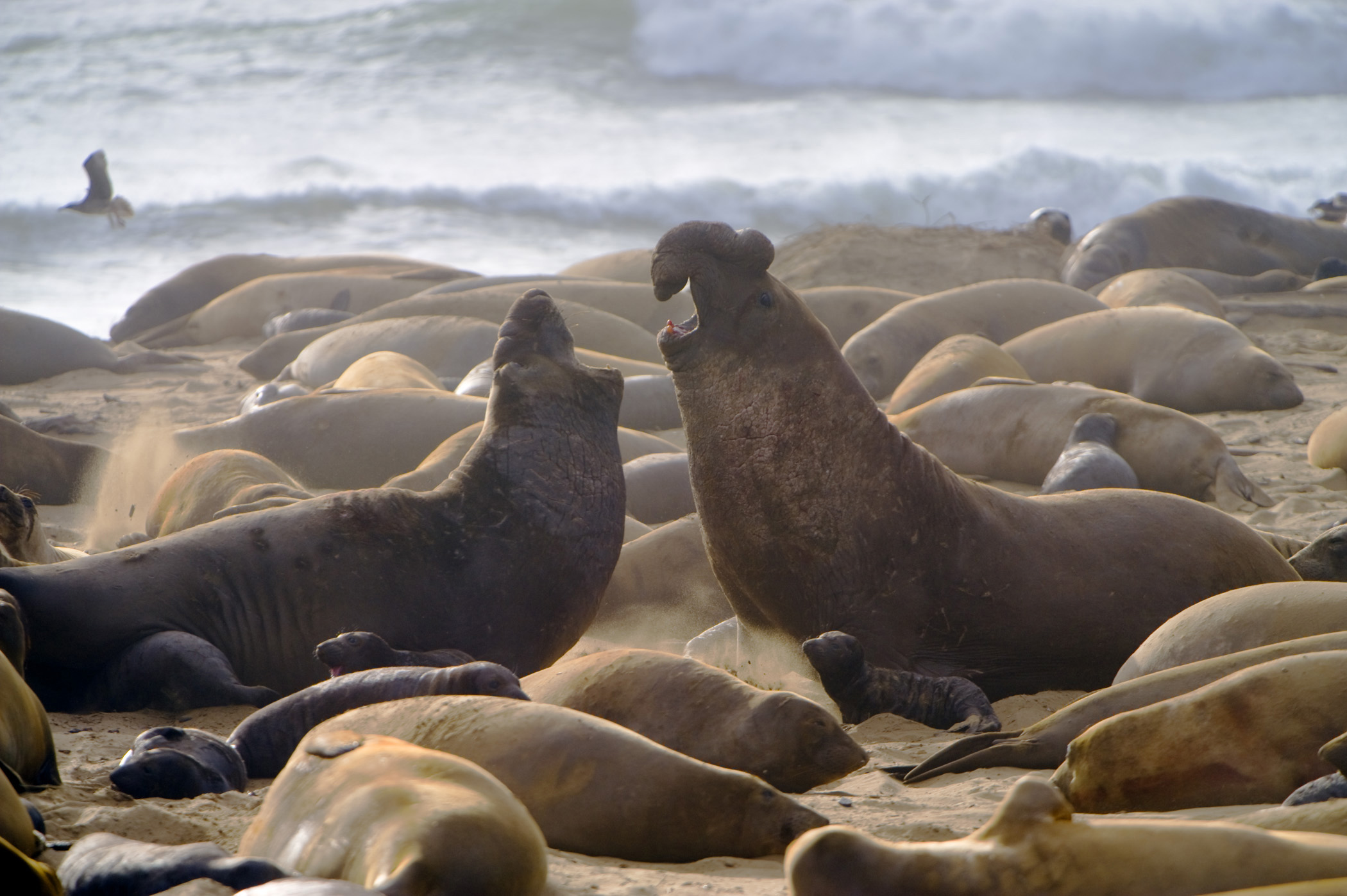 Elephant Seals