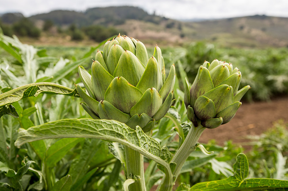 Artichokes at Cabrillo Farms