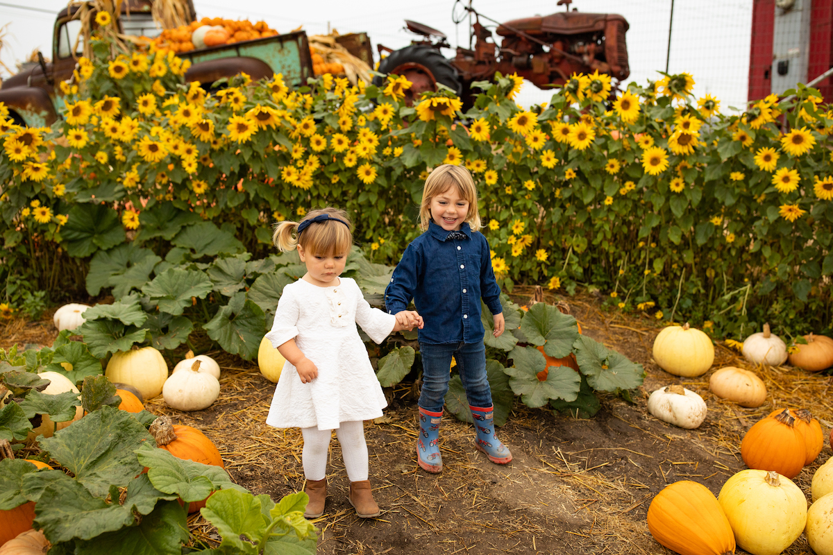 Pumpkins at Andreotti Family Farms