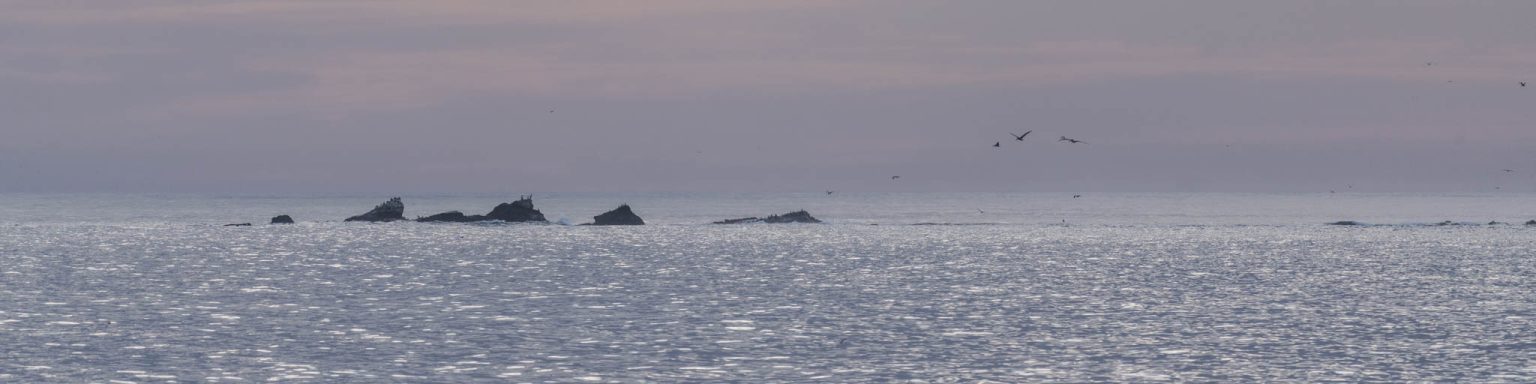 Tide Pools Visit Half Moon Bay
