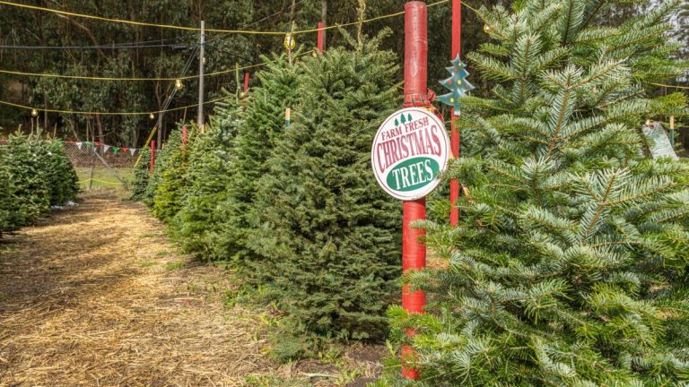 DSC03084 3 qcfe3vqls6thz0w4snarhlaeouq0pj77rjmi2tpzry 768x432