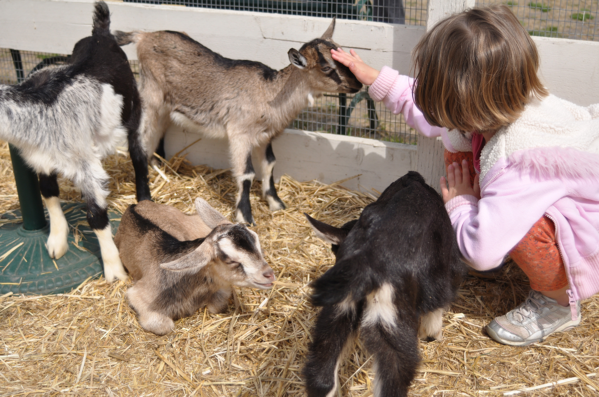 Baby Goats