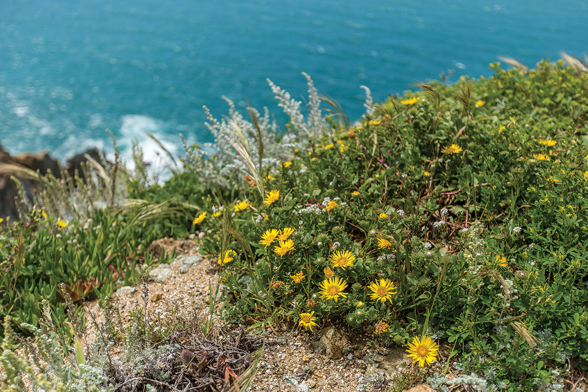 Wildflowers