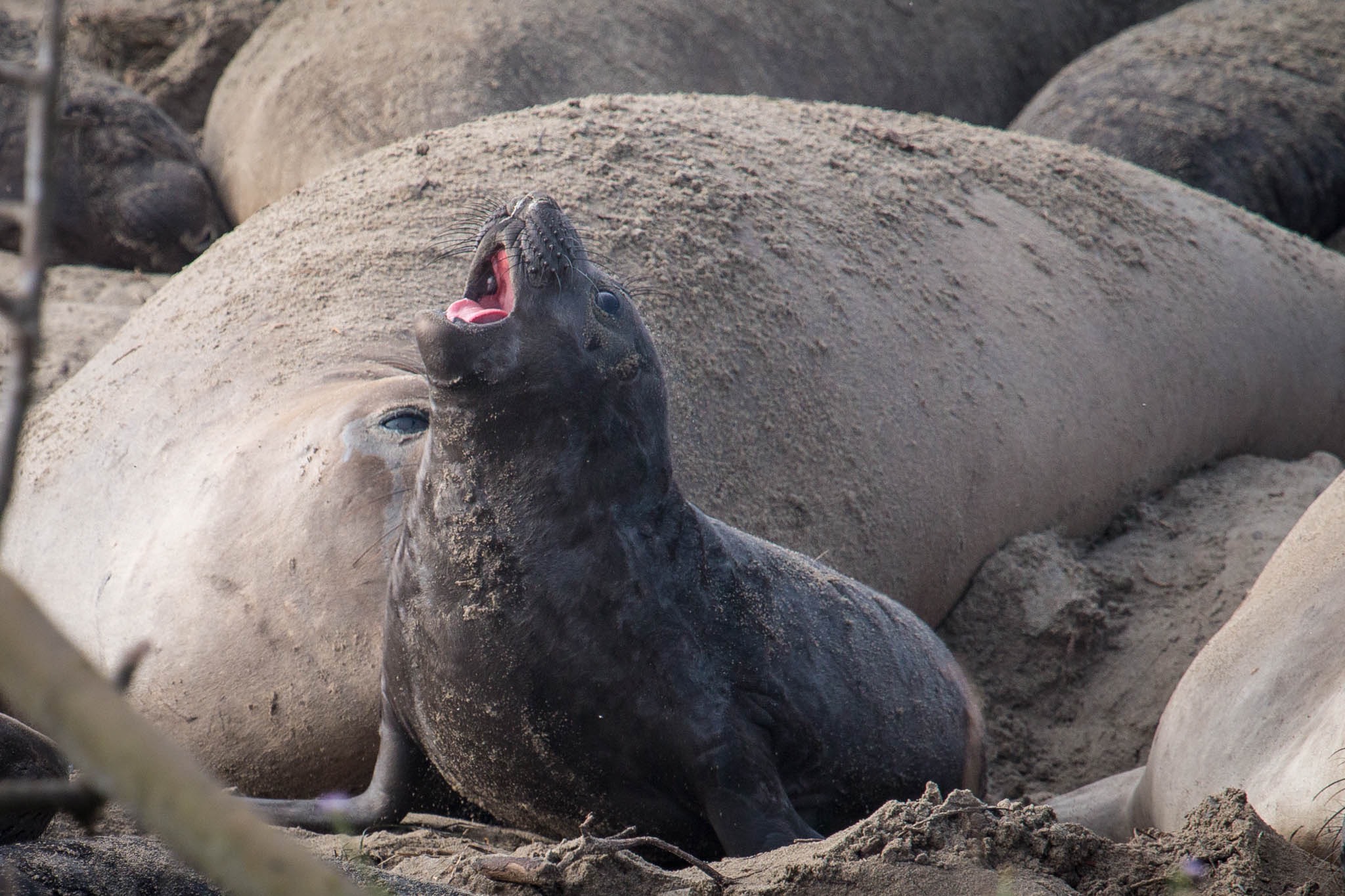 Elephant Seal at Año Nuevo