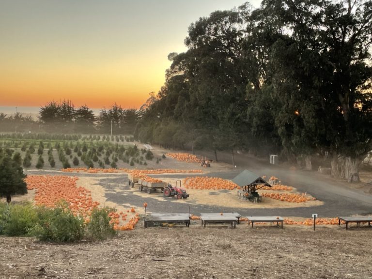 Fall fest end of they day 768x577