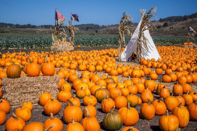 Farmer27s20Daughter20Photo20Credit20Garrick20Ramirez 3 1 768x511