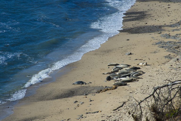 Fitzgeralds Marine Preserve5Am 0 768x513