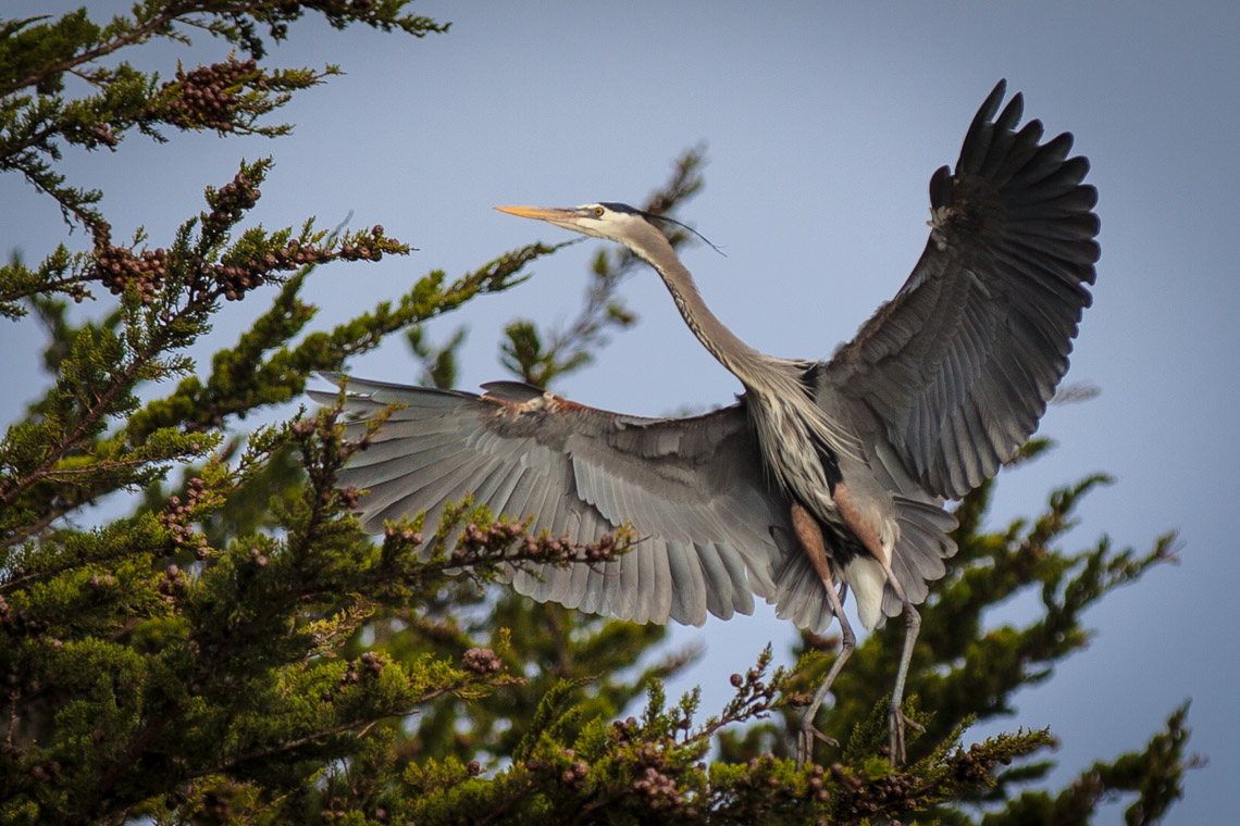 Great Blue Heron 