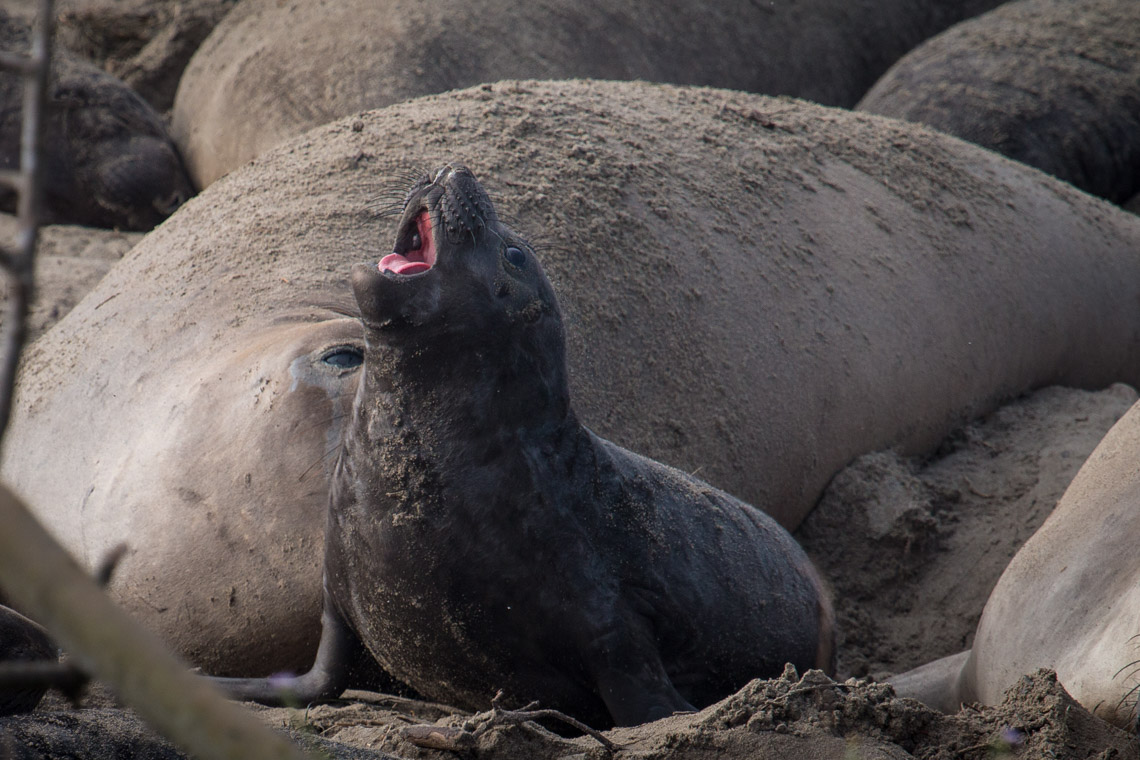 Elephant Seals