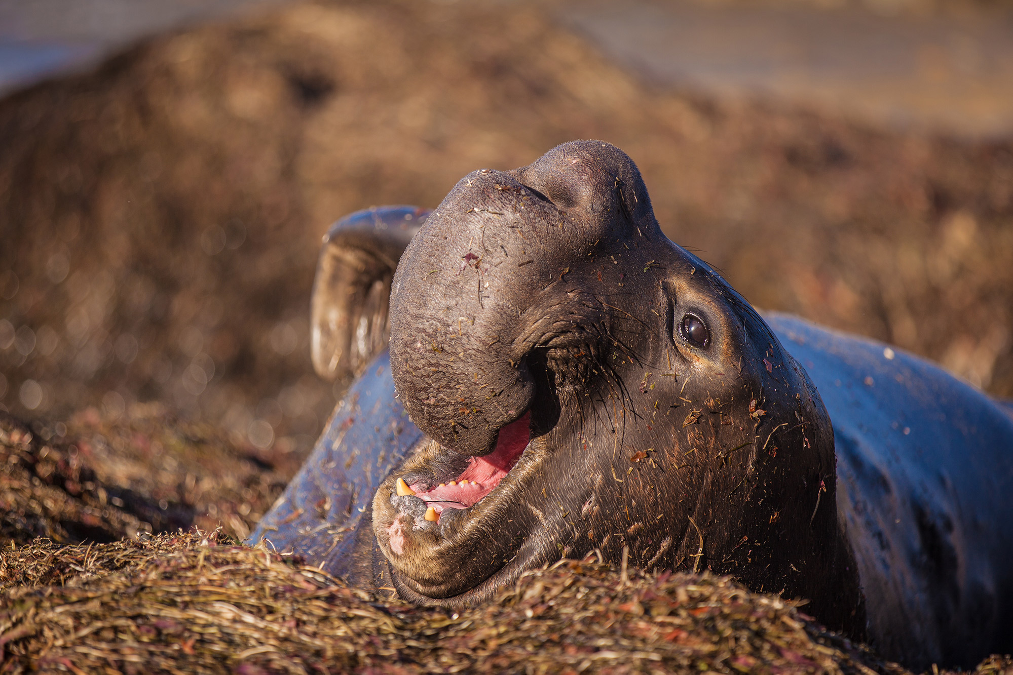 Adult Male Elephant Seal - Photo by Kevin Henney