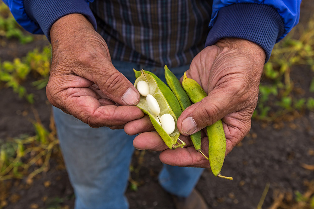 Italian Butter Beans at Iacopi Farms