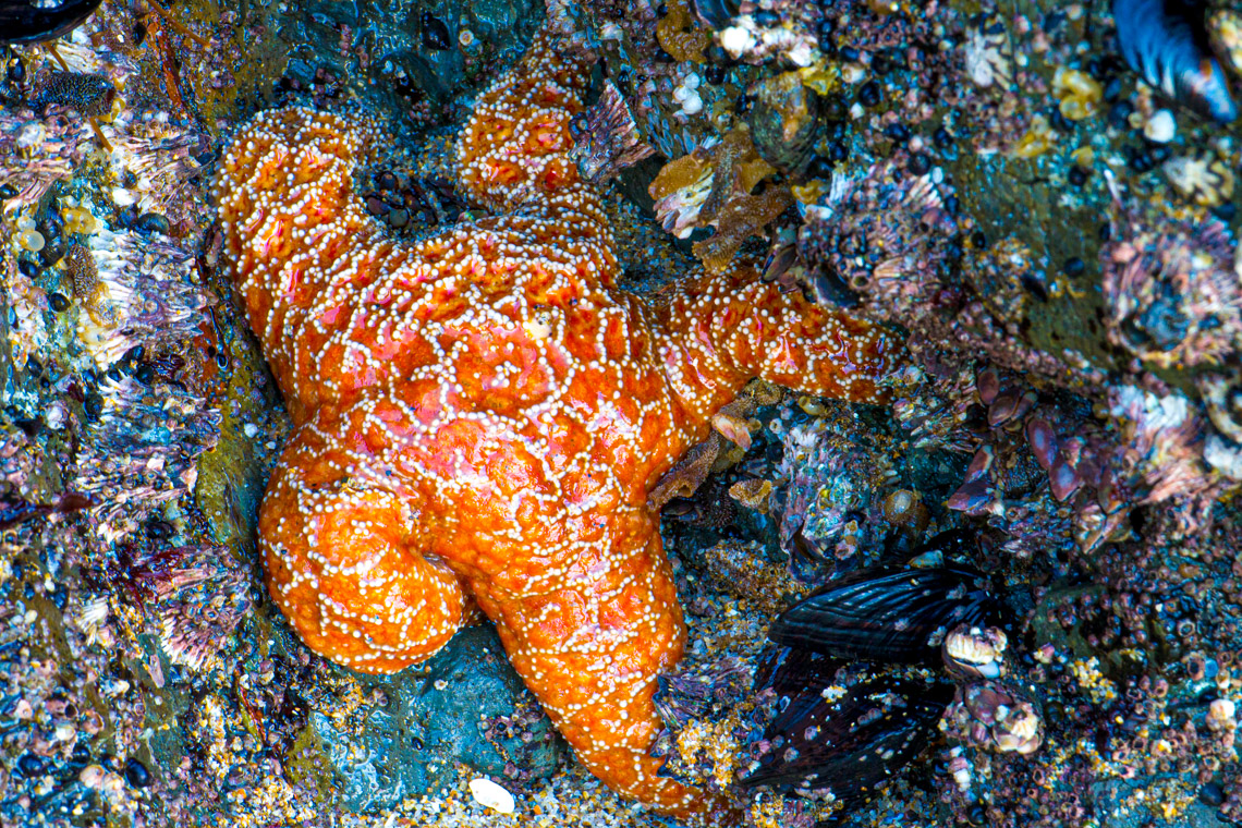 Sea Star in Tide Pools