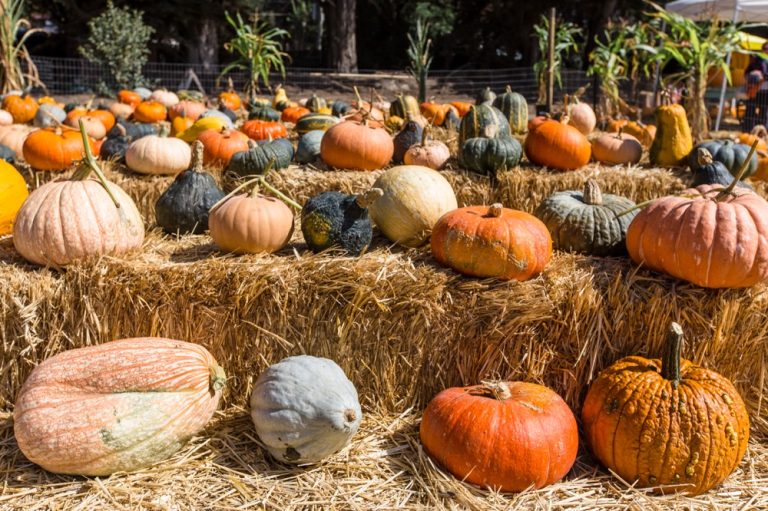 Pastarino20Farms20Photo20Credit20Garrick20Ramirez 4 1 768x511