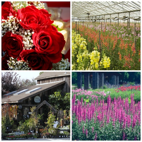 northern California Nurseries & Flowers