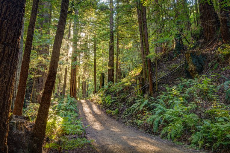 Purisima Creek Redwoods Preserve