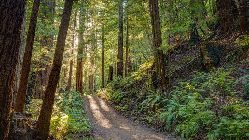 Purisima Creek Redwoods Preserve