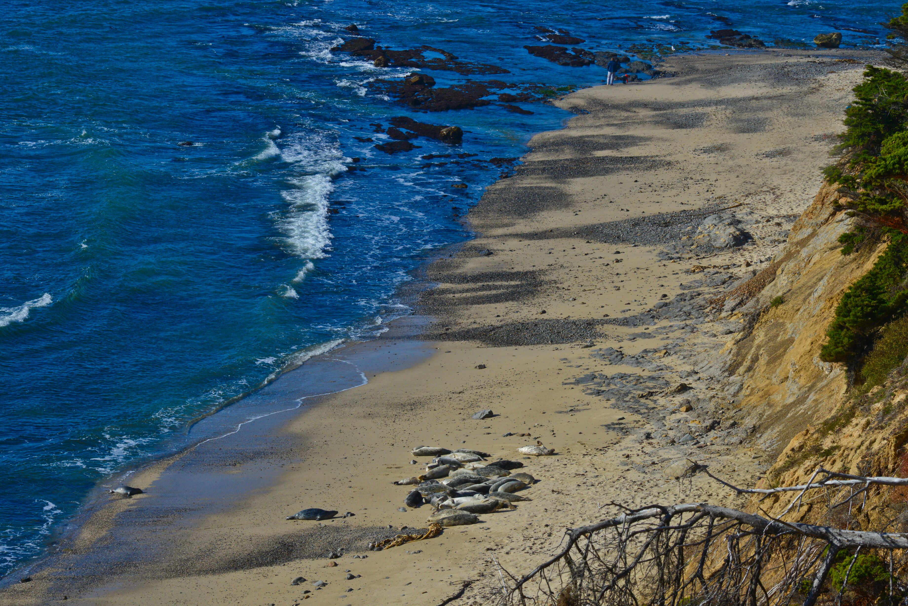 Harbor Seals bask on the beach at the Fitzgerald Marine Reserve - Photo by Vito Palmisano