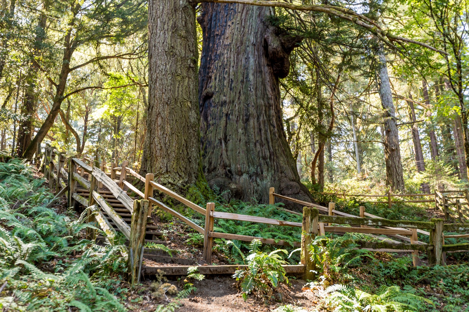 The Methuselah Tree is 1800 years old. Photo by Garrick Ramirez