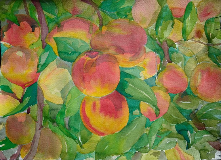 Waverly Liu Peaches 2026 watercolor 19 x 27 inches 768x559
