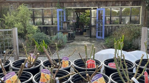 A rustic garden shop with a corrugated metal and wood exterior labeled "HALF MOON FLOWER." In front, there are several black plastic pots containing pruned rose plants with tags showing varieties like "Pop Art" and "Red Hybrid Tea." The shop entrance has open blue double doors, and greenery surrounds the area.