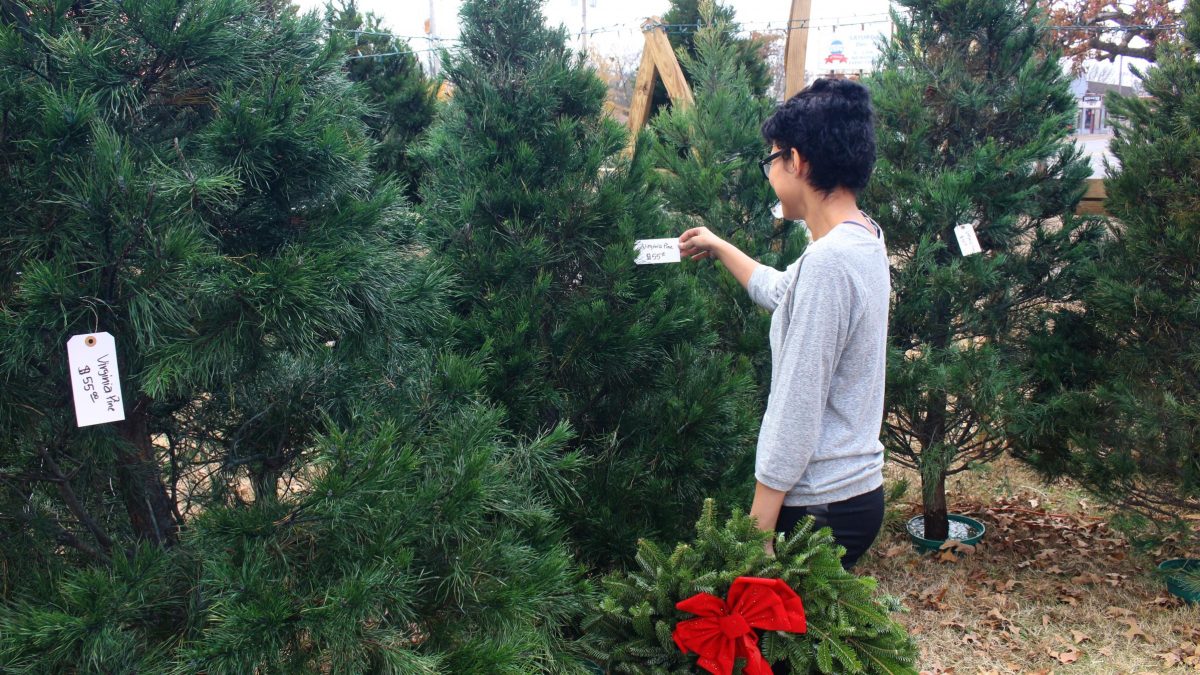Christmas Tree Farms & Lots Visit Half Moon Bay
