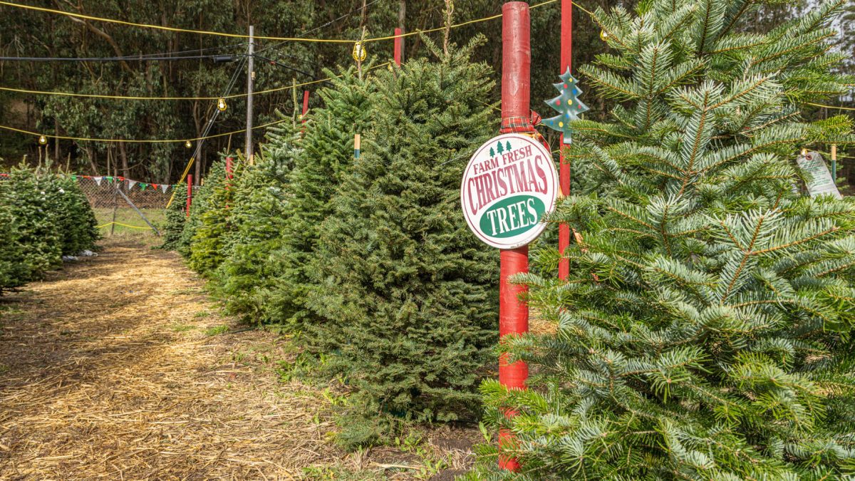 Christmas Trees in Half Moon Bay Visit Half Moon Bay