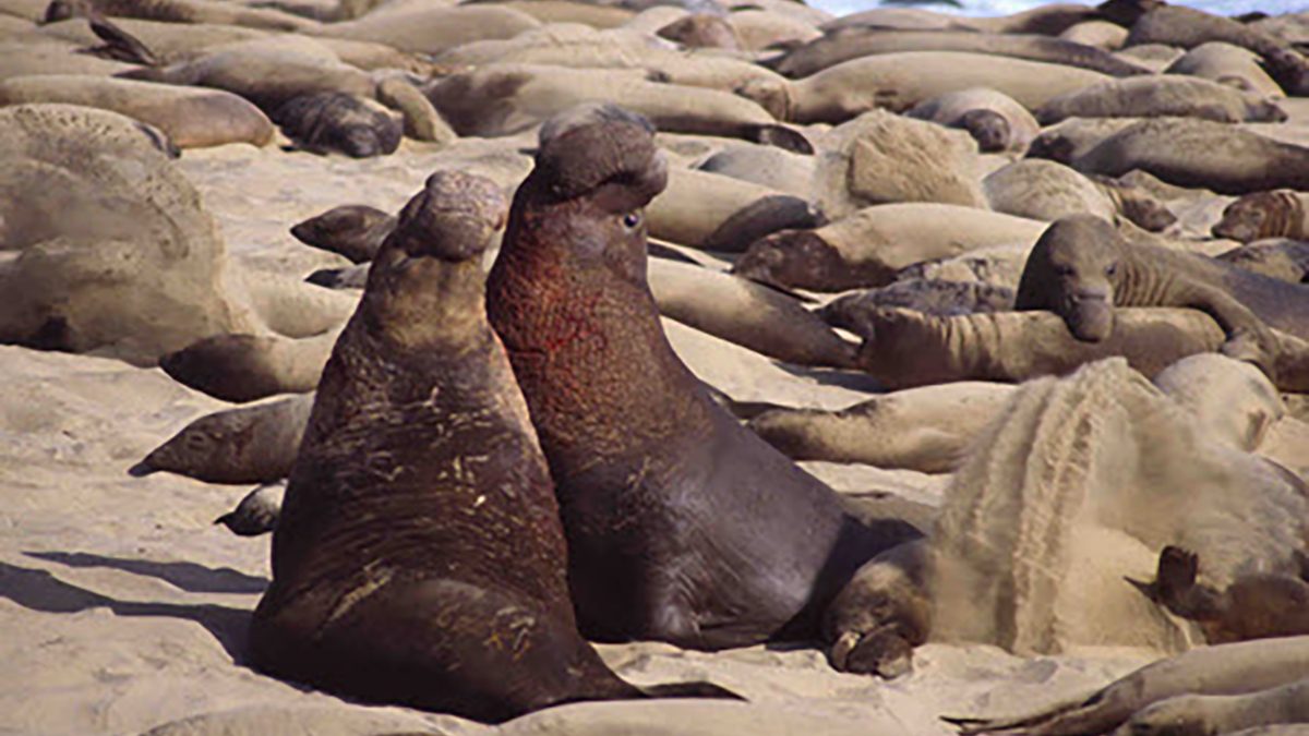 Elephant-Seals