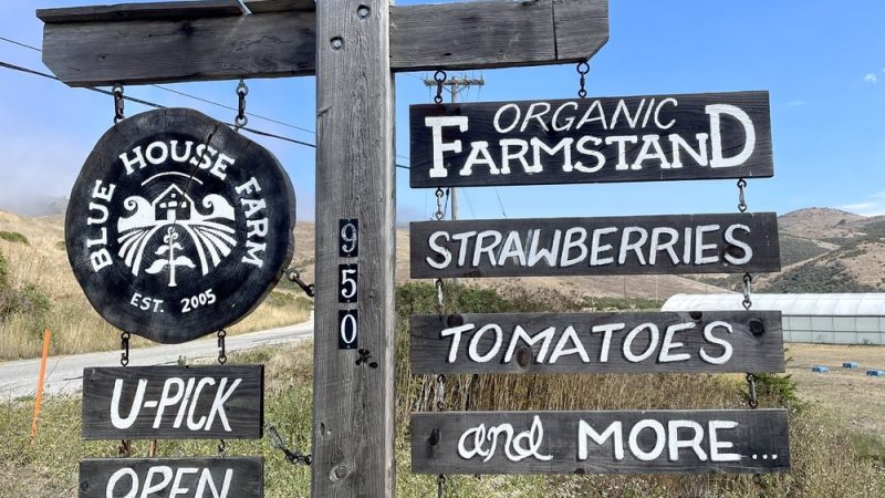 Wooden farmstand signpost with multiple hanging signs reading "BLUE HOUSE FARM EST. 2005," "U-PICK OPEN," "ORGANIC FARMSTAND," "STRAWBERRIES," "TOMATOES," and "and MORE..." set in a rural area with dry grass, hills, and a clear blue sky. The post has the number "950" on it.