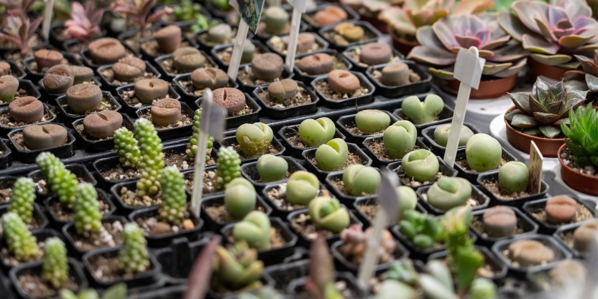 Assortment of small succulents are for sale in pots at a plant nursery