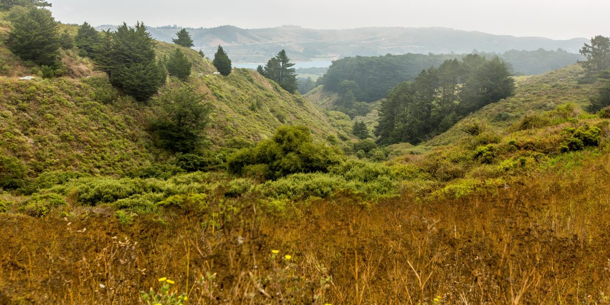 Through20the20Redwoods20PC20Garrick20Ramirez-1