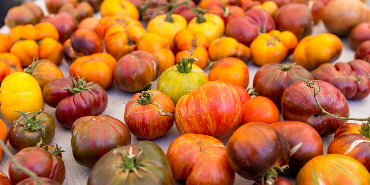Tomatoes20from20Thao20Farms20Photo20Credit20Garrick20Ramirez-5