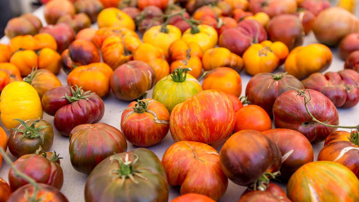 Tomatoes20from20Thao20Farms20Photo20Credit20Garrick20Ramirez-5