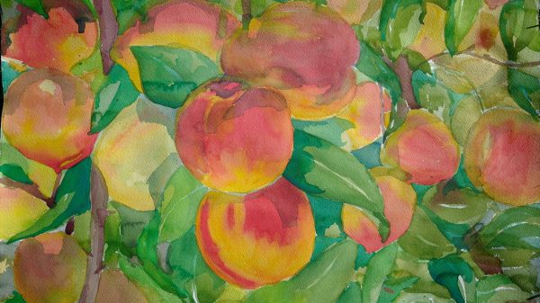 Watercolor painting of ripe peaches hanging on branches with green leaves, featuring soft blends of red, orange, yellow, and green hues.