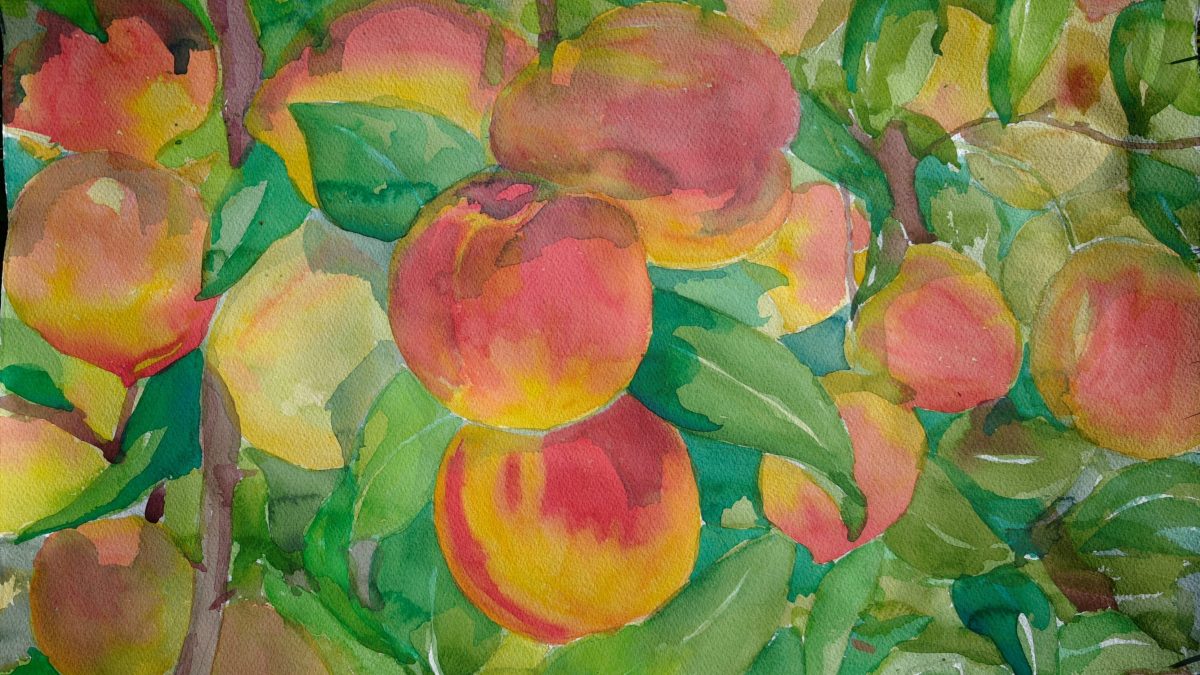 Watercolor painting of ripe peaches hanging on branches with green leaves, featuring soft blends of red, orange, yellow, and green hues.