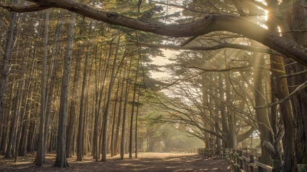 A sunlit forest path lined with tall, slender trees on the left and larger, more sprawling trees on the right. Sun rays filter through the branches, casting long shadows on the dirt path. A wooden fence runs along the right side of the path. The scene has a warm, golden glow.