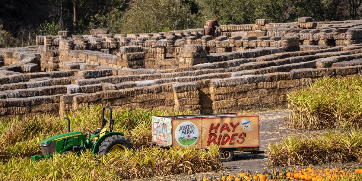 A green John Deere tractor is pulling a trailer with colorful signs that read "Arata's Farm" and "Hay Rides." In the background, there is a large hay bale maze made of stacked rectangular hay bales. In the foreground, there are rows of small orange pumpkins and green plants. Trees and foliage are visible in the distance.
