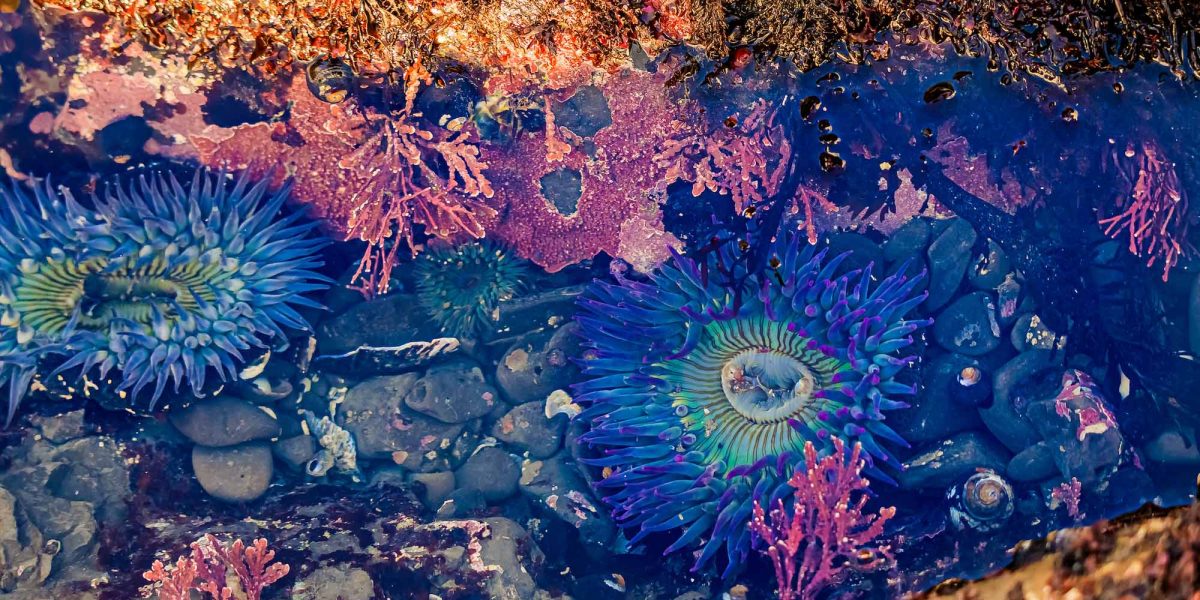 tidepool