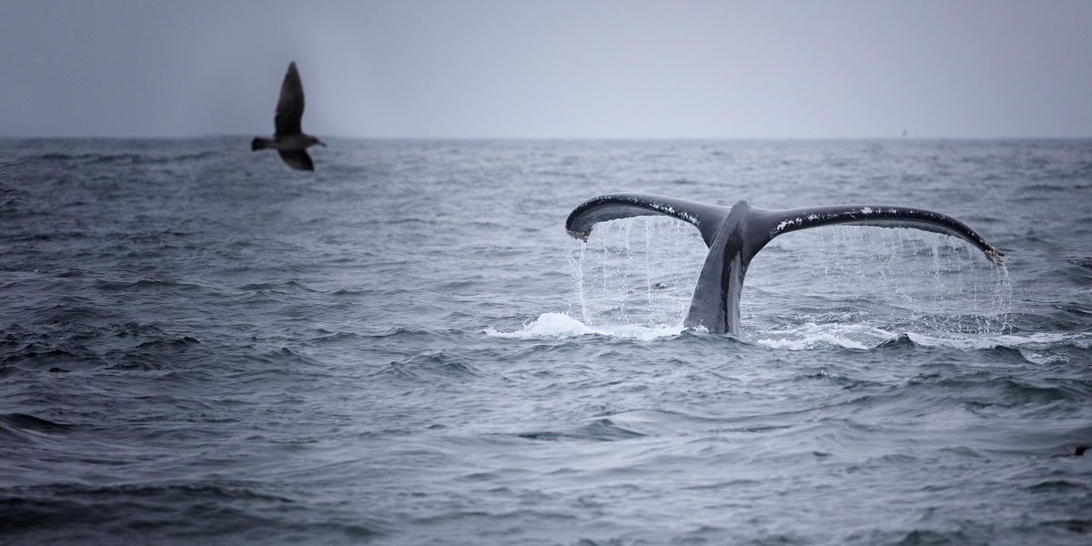 vivek-kumar-697846-unsplash