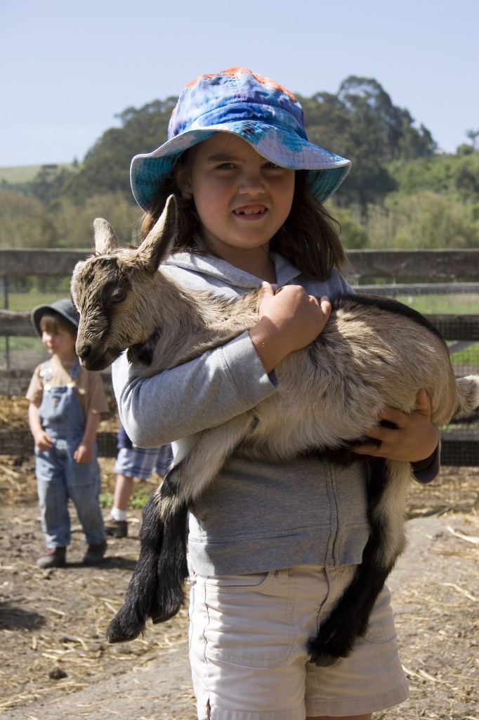 harley farms goat