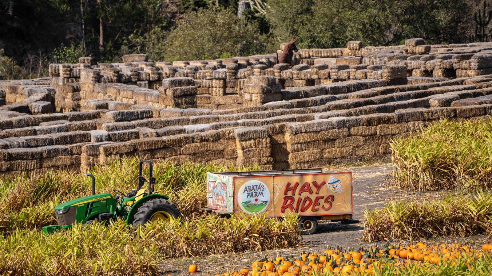 A green John Deere tractor is pulling a trailer with colorful signs that read "Arata's Farm" and "Hay Rides." In the background, there is a large hay bale maze made of stacked rectangular hay bales. In the foreground, there are rows of small orange pumpkins and green plants. Trees and foliage are visible in the distance.