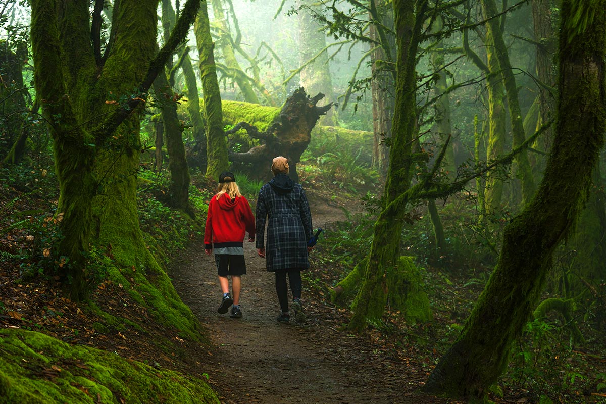 Hiking in the Purisima Redwoods