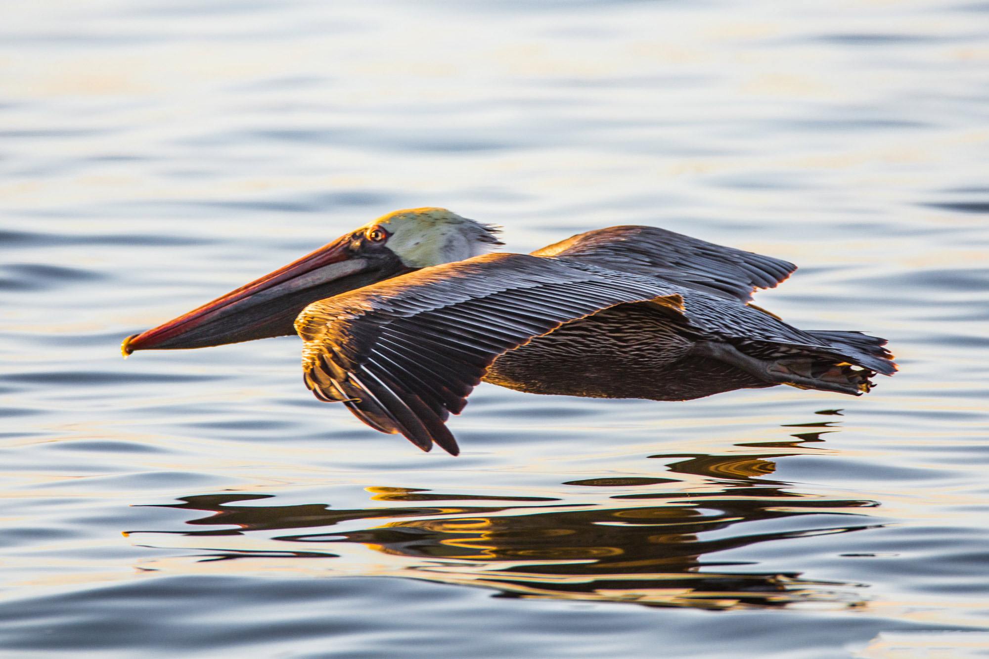 Pelican