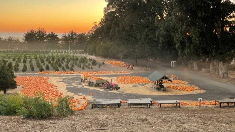 rancho siempre verde pumpkin patch santa cruz half moon bay pescadero Fall fest end of they day 768x432