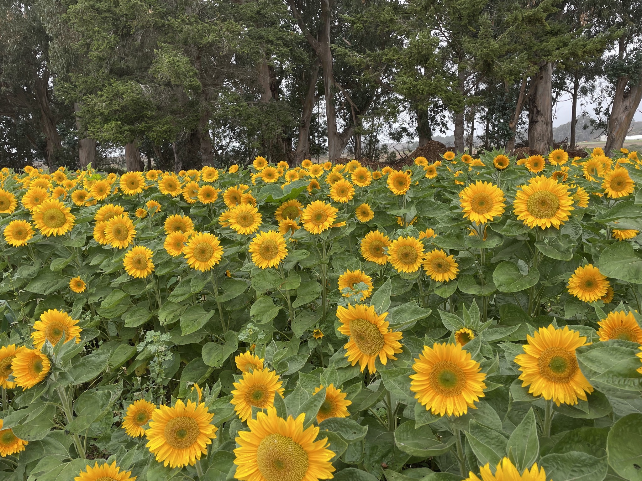 Rancho Siempre Verde - Visit Half Moon Bay